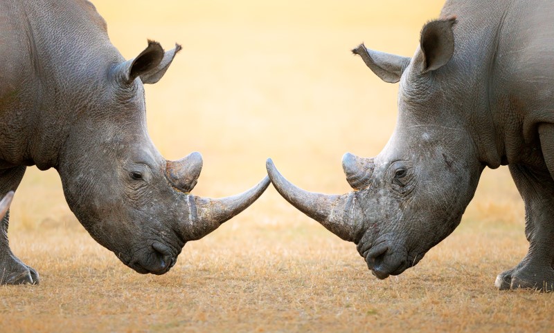 South-Africa-rhinos-Custom.jpg